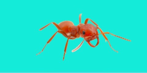 ants-control-treatment