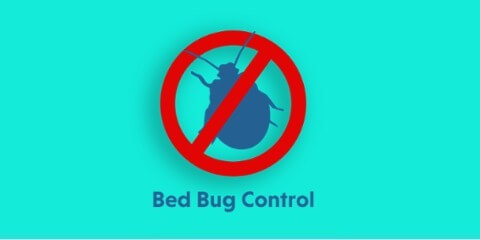 bed-bug-control-service