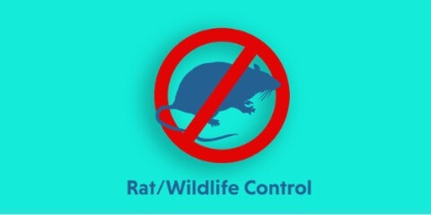 Rats-and-Rodent-Control