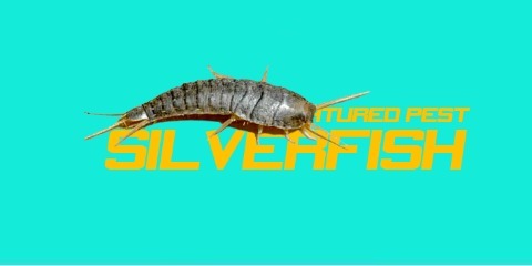 silverfish-pest-control-service