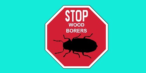 stop-wood-borers-service