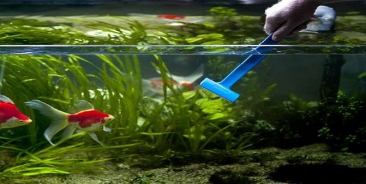 Aquarium cleaning service