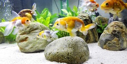 GoldFish Tank Cleaner