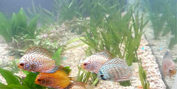 Fish Paradise Aquarium