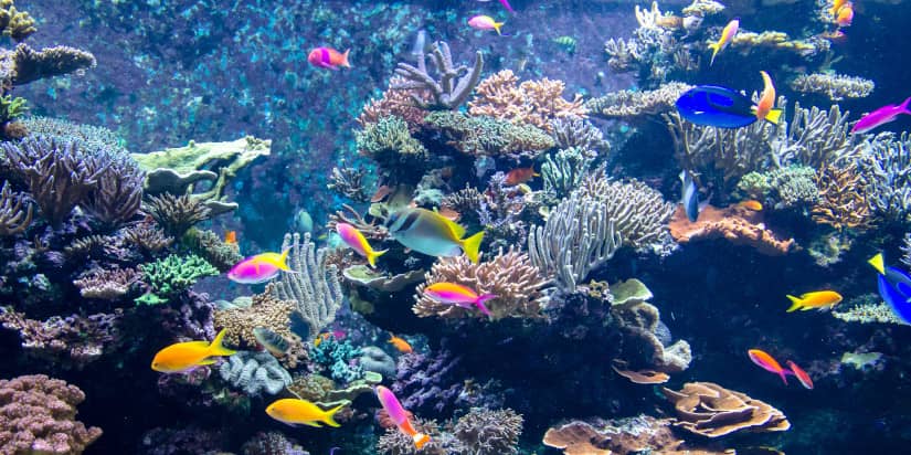  best aquarium cleaning service