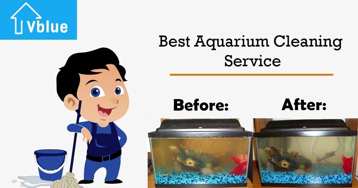 Best aquarium cleaning service, Top aquarium cleaning